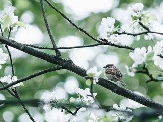含有动物名称的成语100个